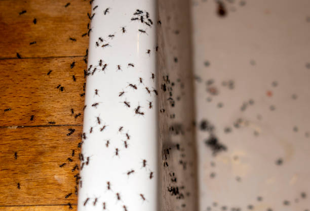 Best Best Pest Control Companies  in Pymatuning Central, PA